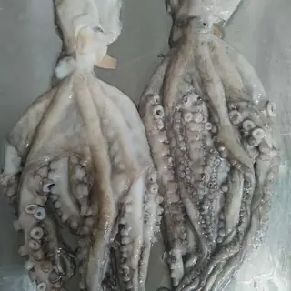 Polvo limpo